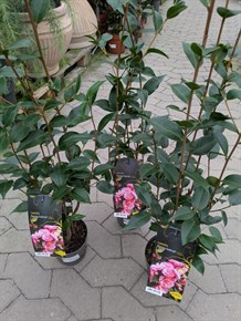 Kamelia (Camellia Hybrid 'Spring Festival') 